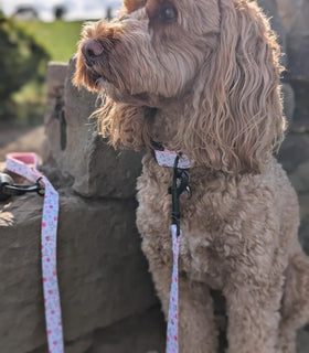 Flora cockapoo
