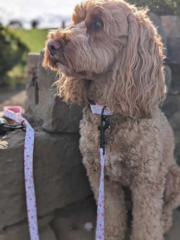 Flora cockapoo